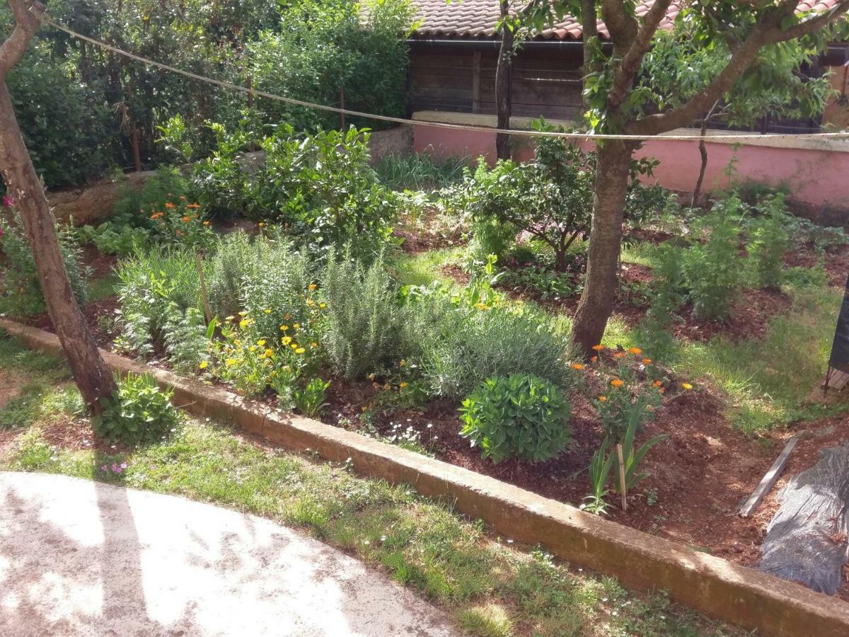 Apartments Ingrid Novigrad  Екстер'єр фото
